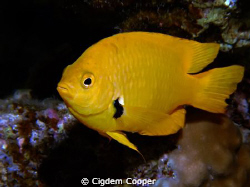 Sulphur damsel (Pomacentrus sulfureus).
Fuji f50  Fantas... by Cigdem Cooper 
